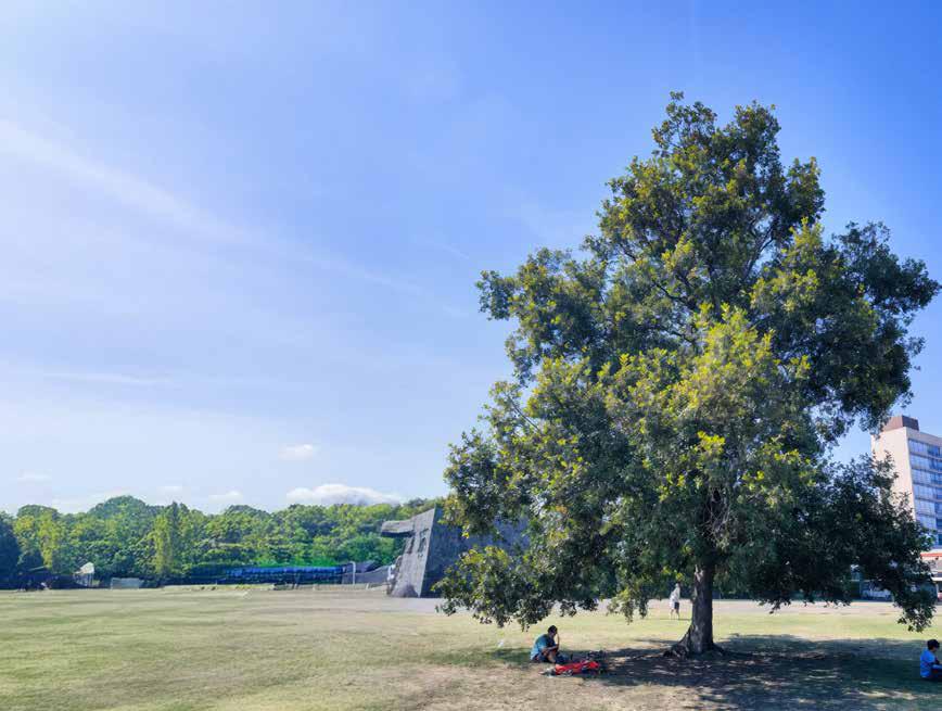 ARBOLES NATIVOS PARA NUESTRAS CIUDADES