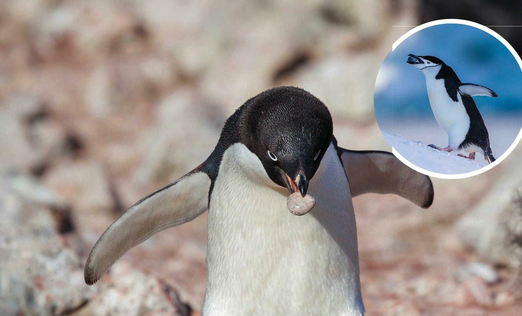 Why do penguins give stones to each other?