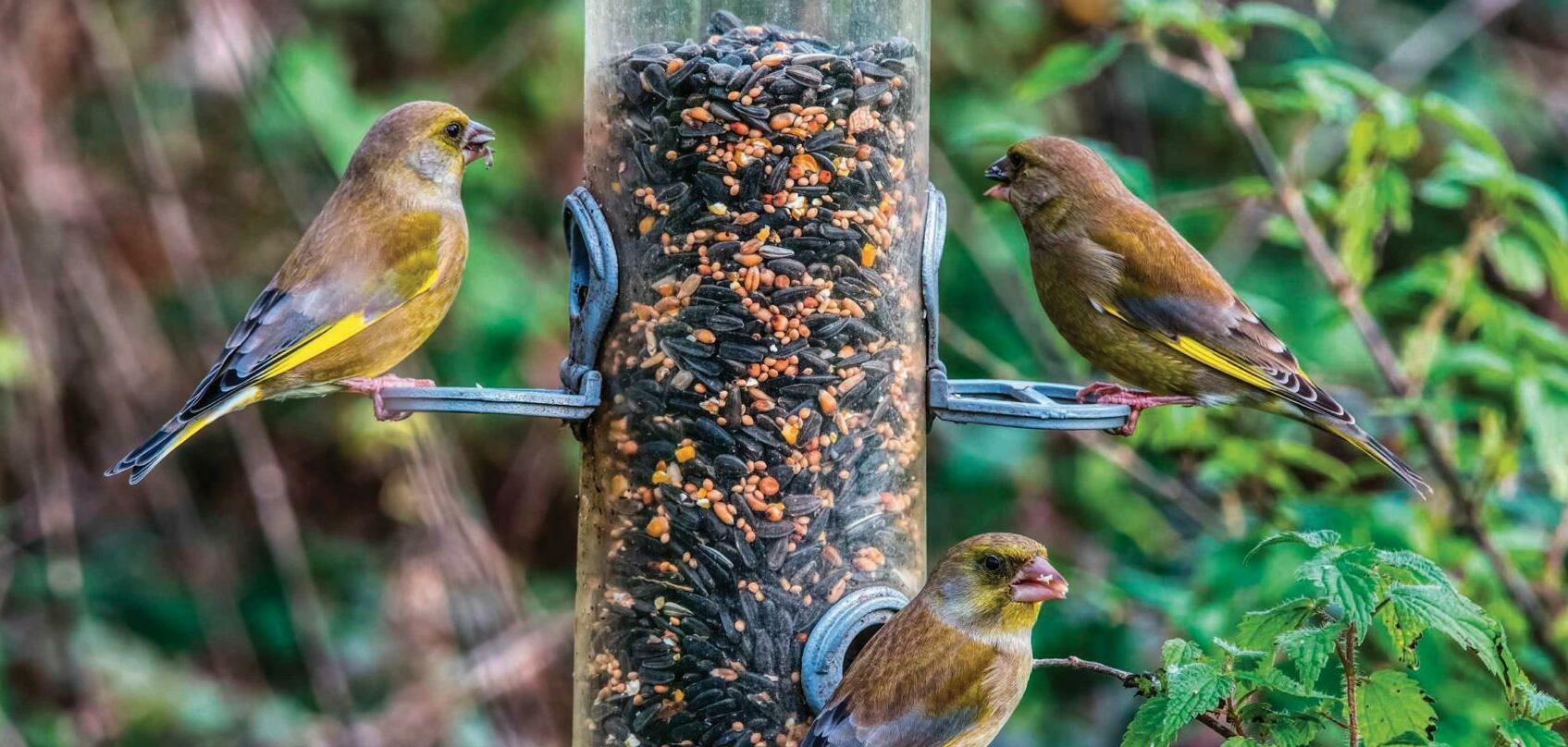Feeding birds may kill them