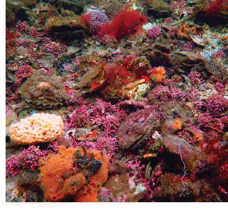 Oyster reefs in ruins