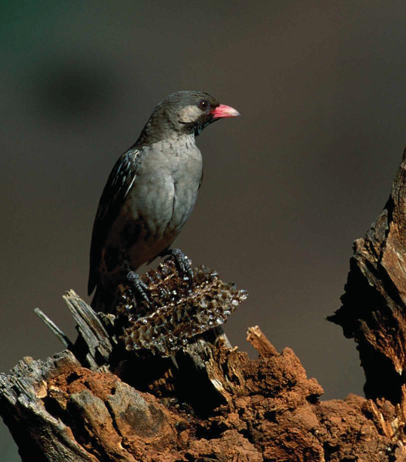 The bird that asks us for help