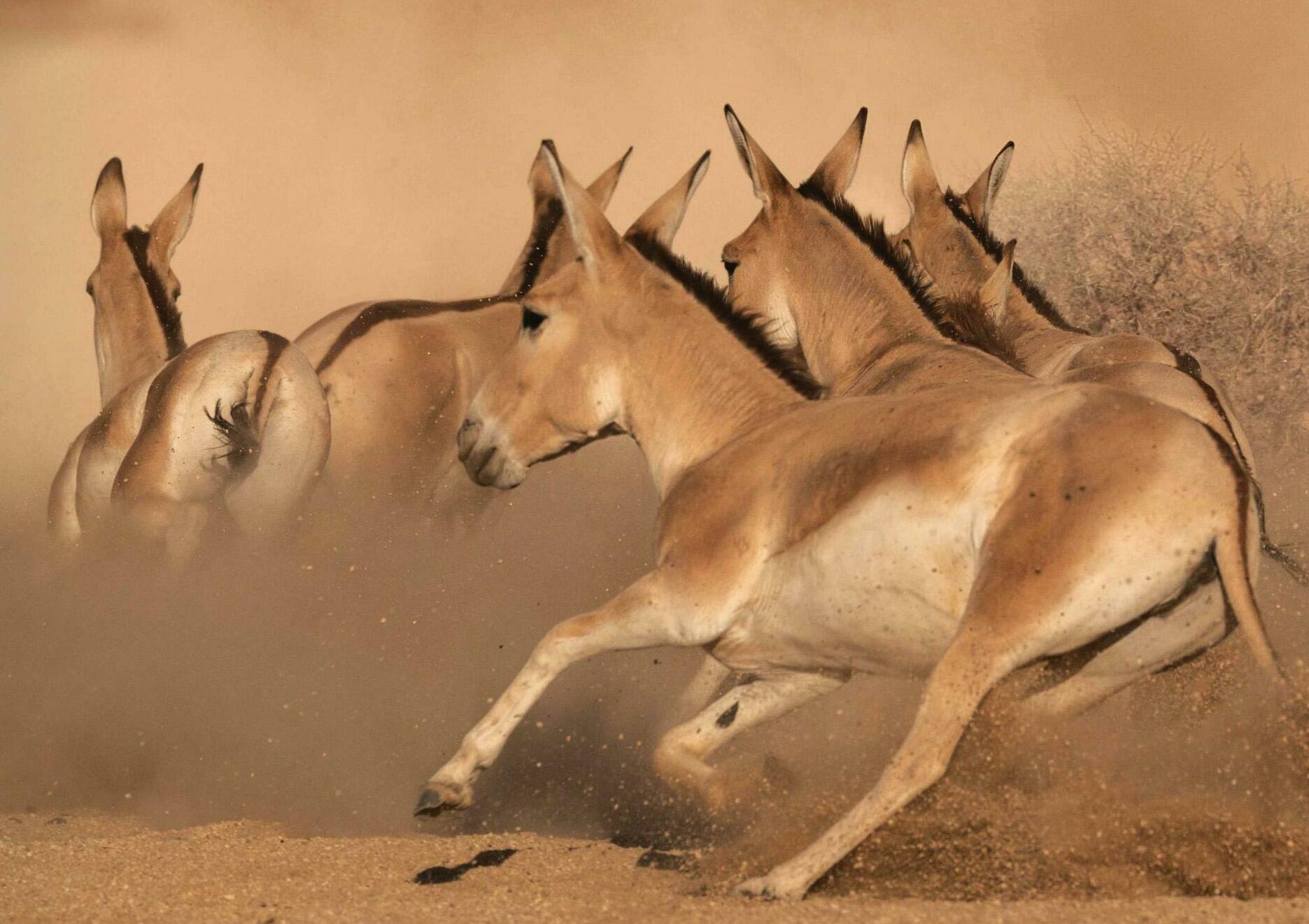 Onagers gallop back to Saudi Arabia