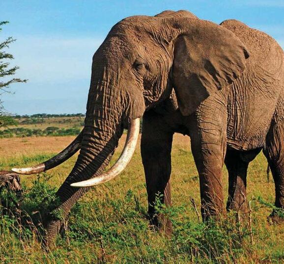 Super-strong animals