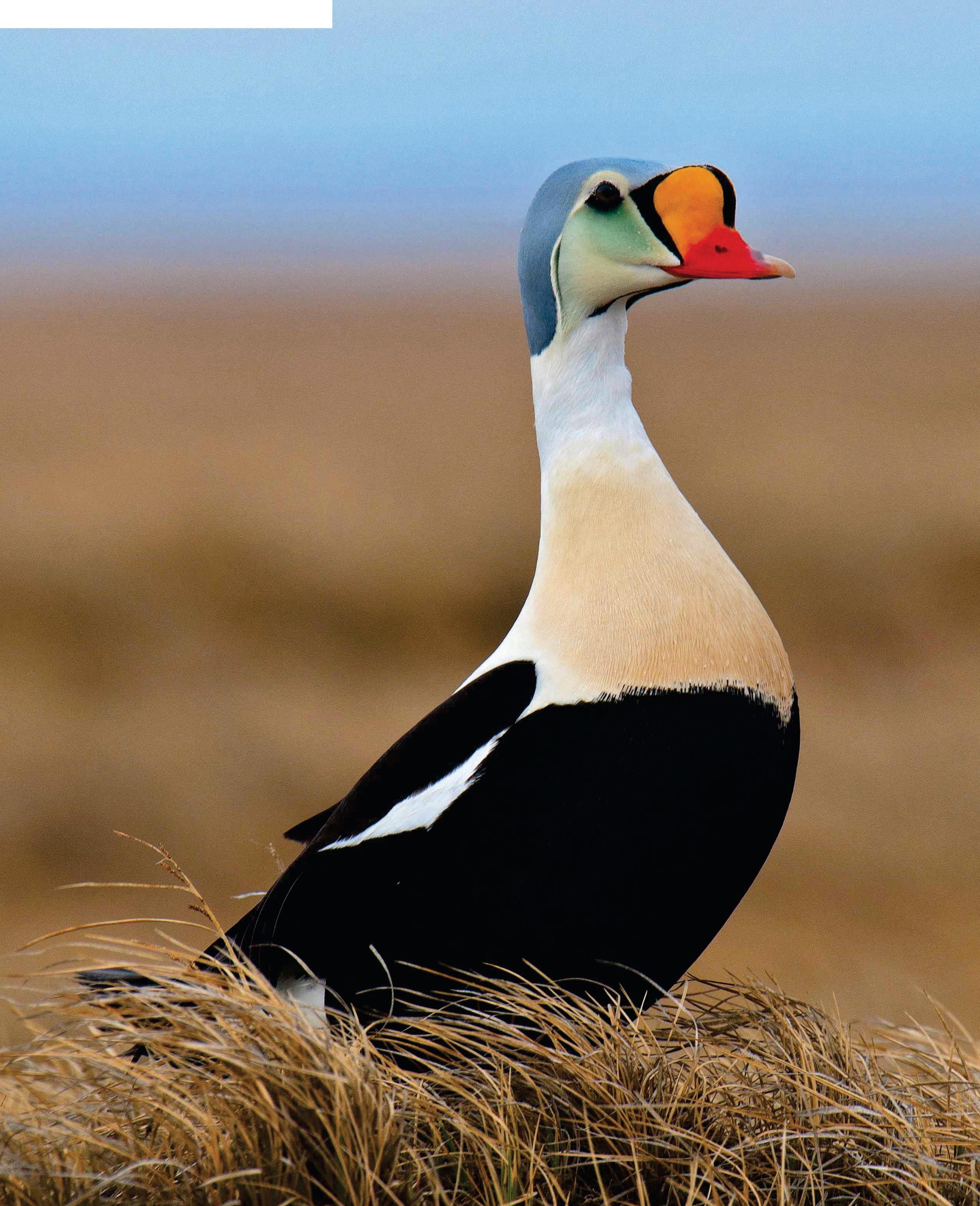 America's birds in peril