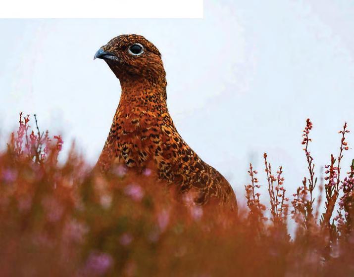 Driven grouse shooting