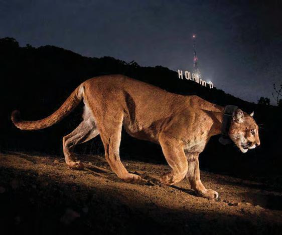 WILD IN THE CITY
