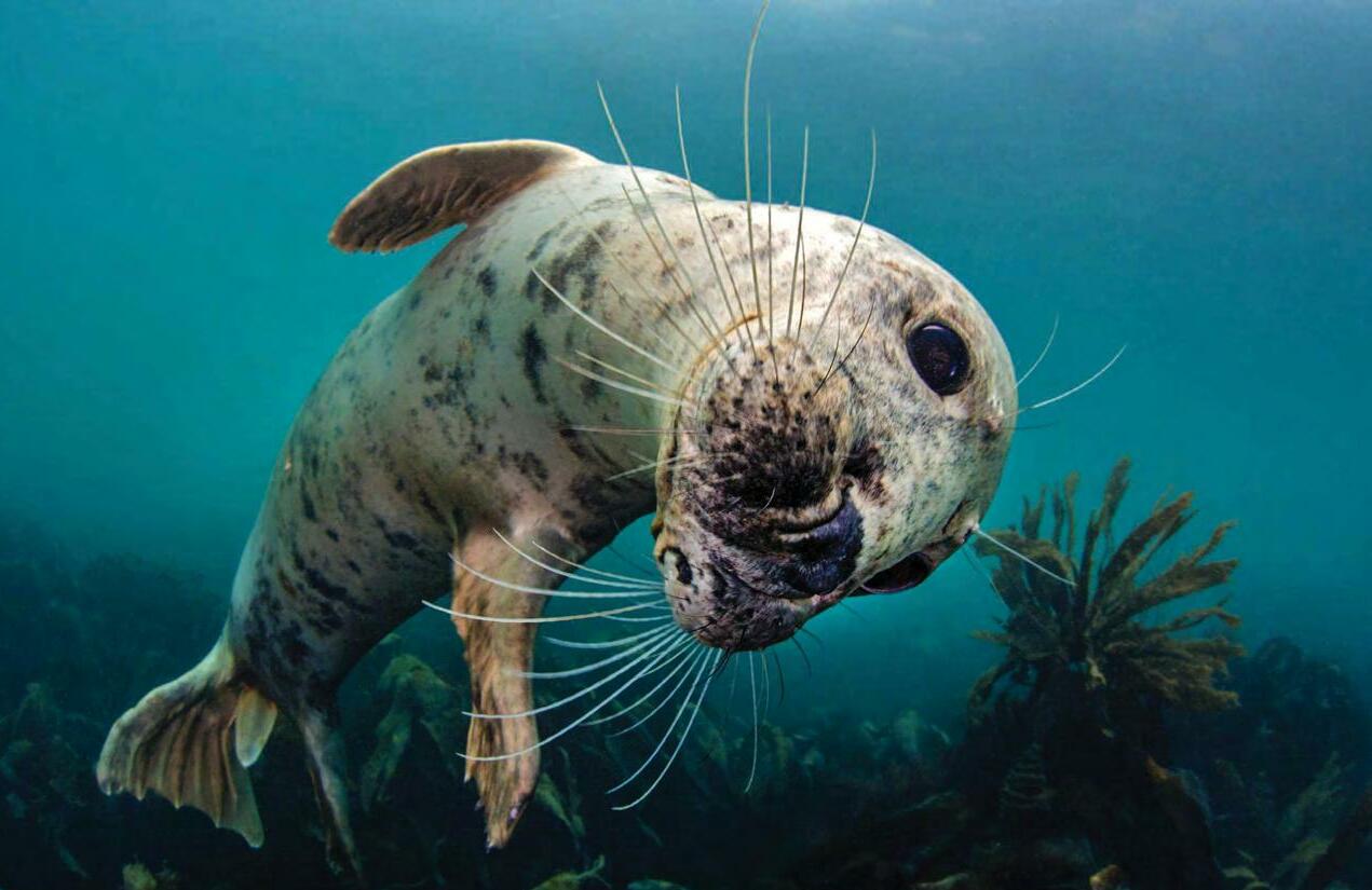 Why don’t seals drown?