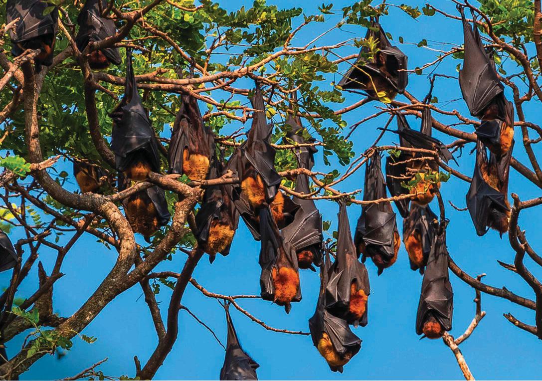 Flying foxes