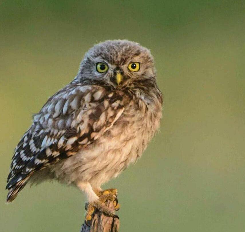 Wild JULY 7 nature encounters for the month ahead