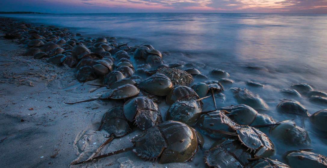 Is horseshoe crab blood really blue?
