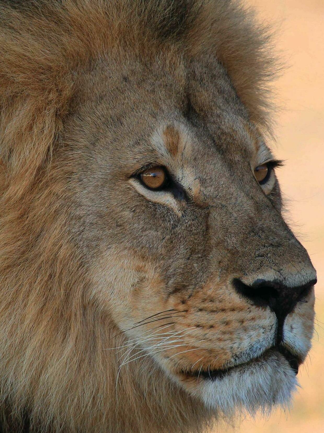 LONG LIVE THE KINGS
