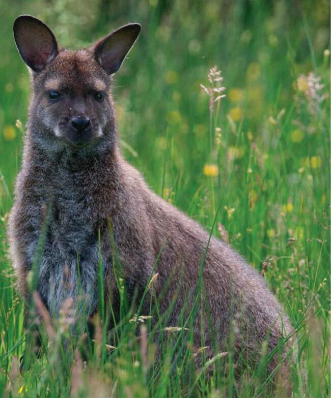 The wallaby controversy