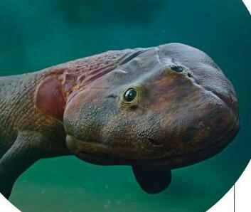 How many mass extinctions have there been?