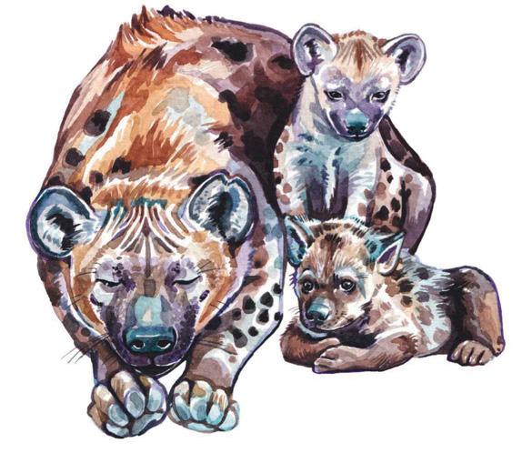 FEMALE OF THE SPECIES