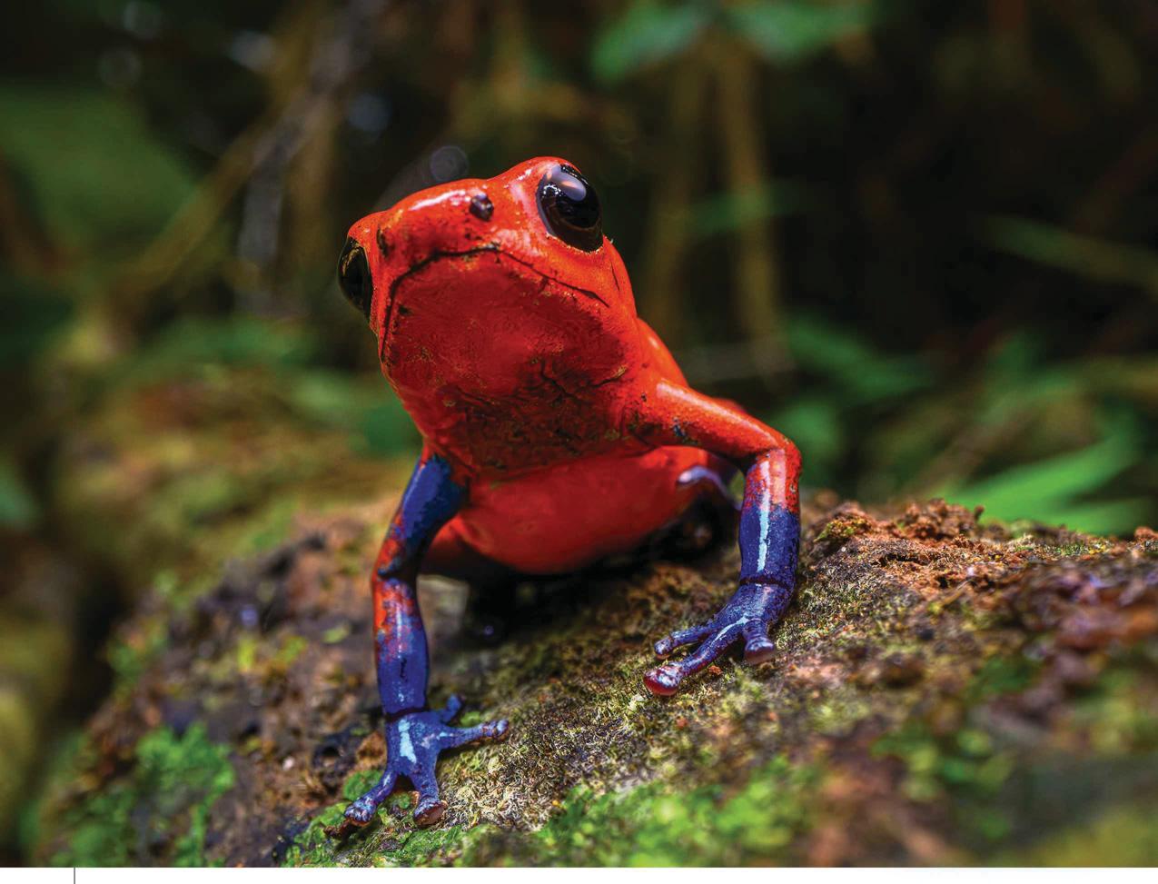 Why don't poisonous animals poison themselves?