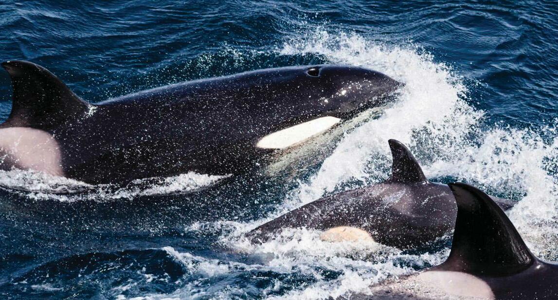 7 nature encounters for the month ahead