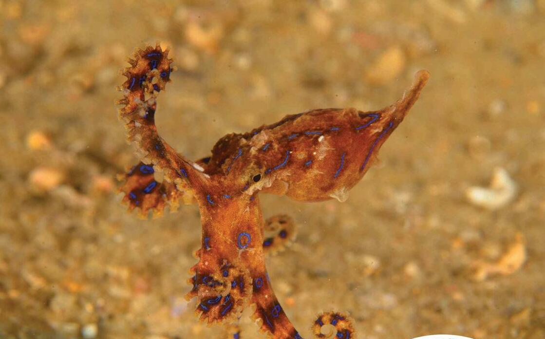 Why does Australia have so many venomous animals?