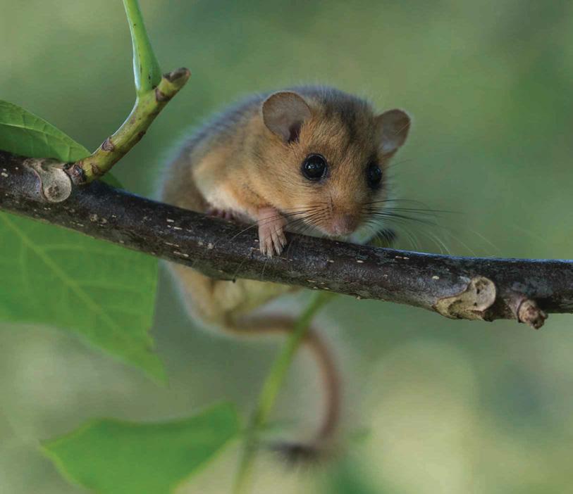 Are new laws a threat to nature?