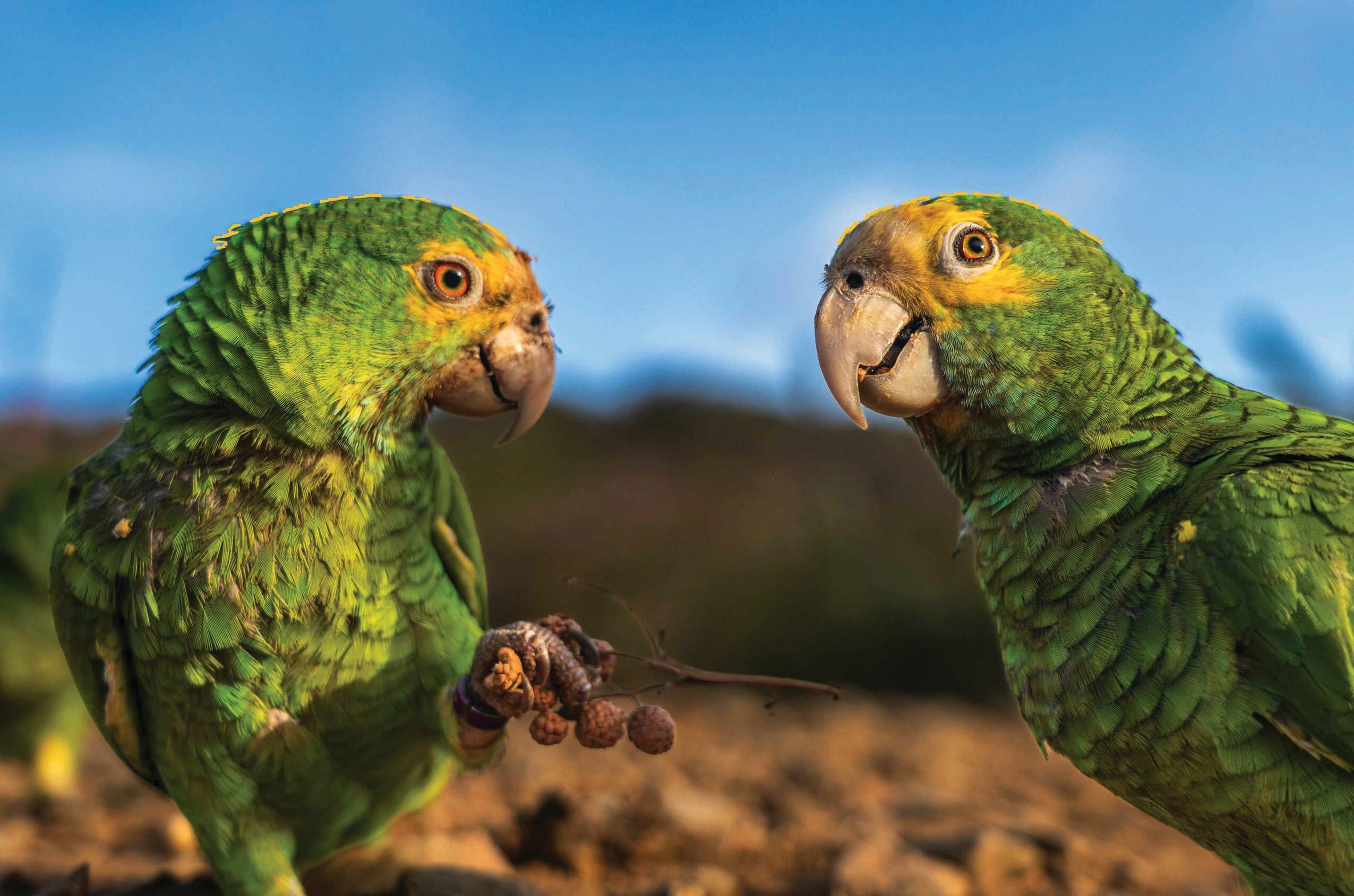 PARROTS OF THE CARIBBEAN