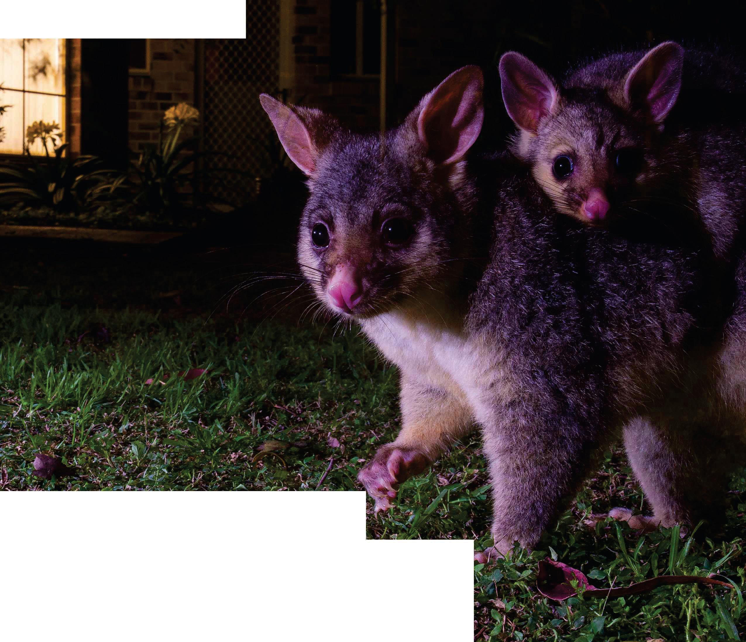 Fight to wipe out alien species