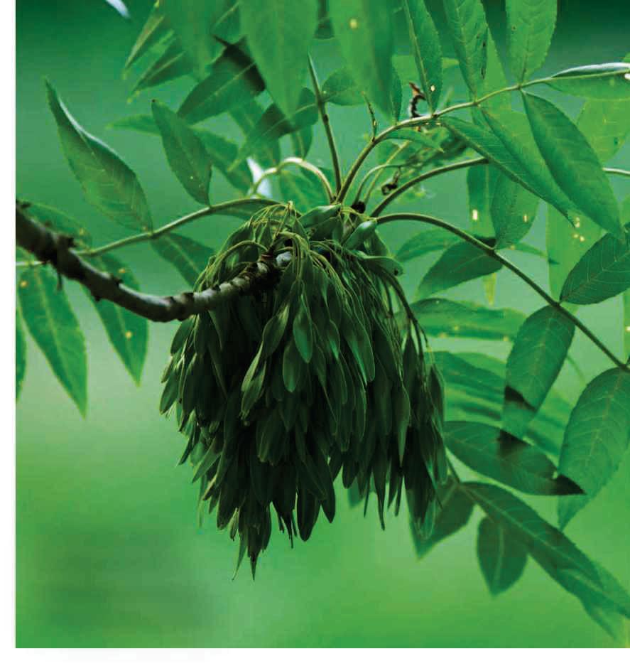 Ash trees fight back