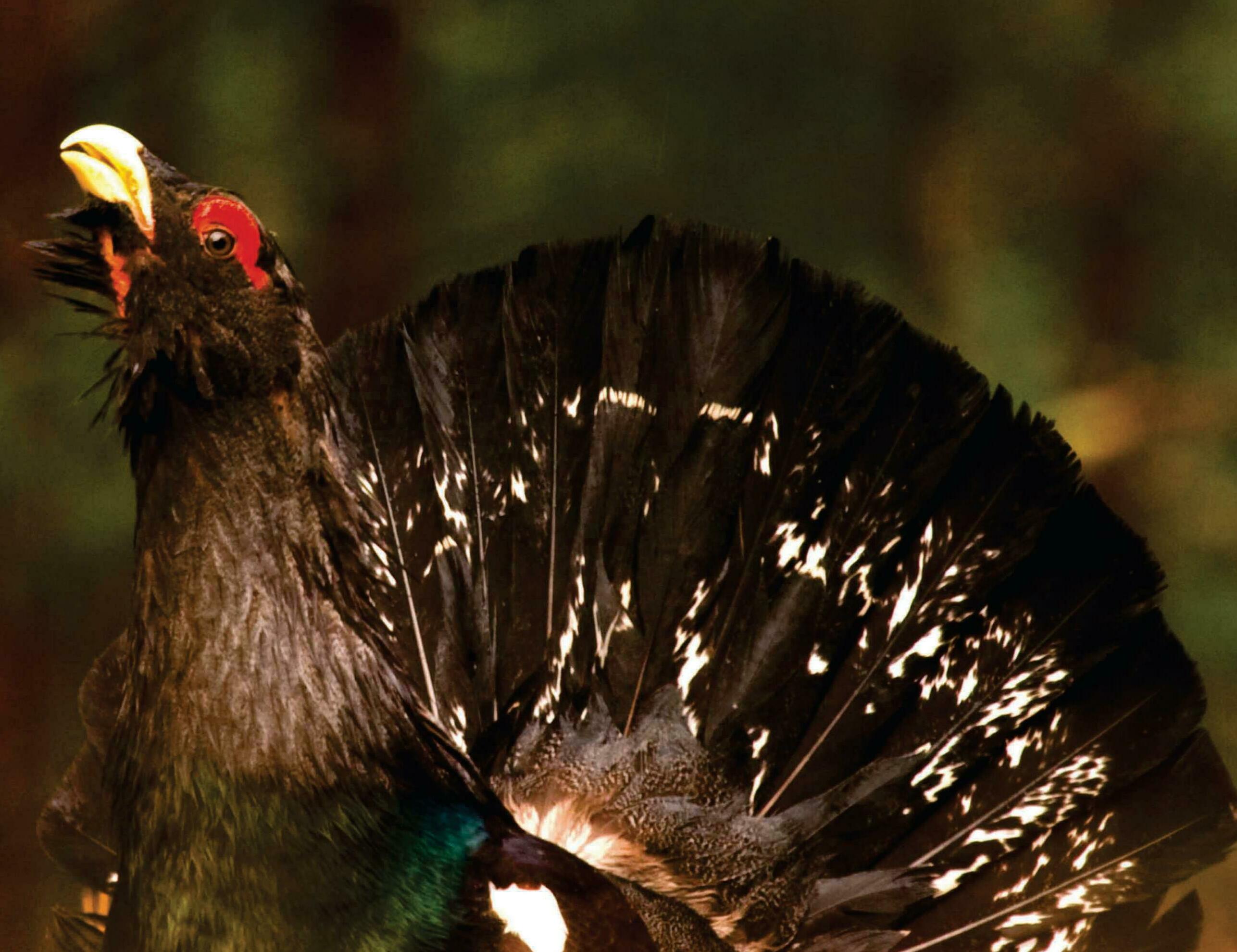 Feeding predators saves capercaillies
