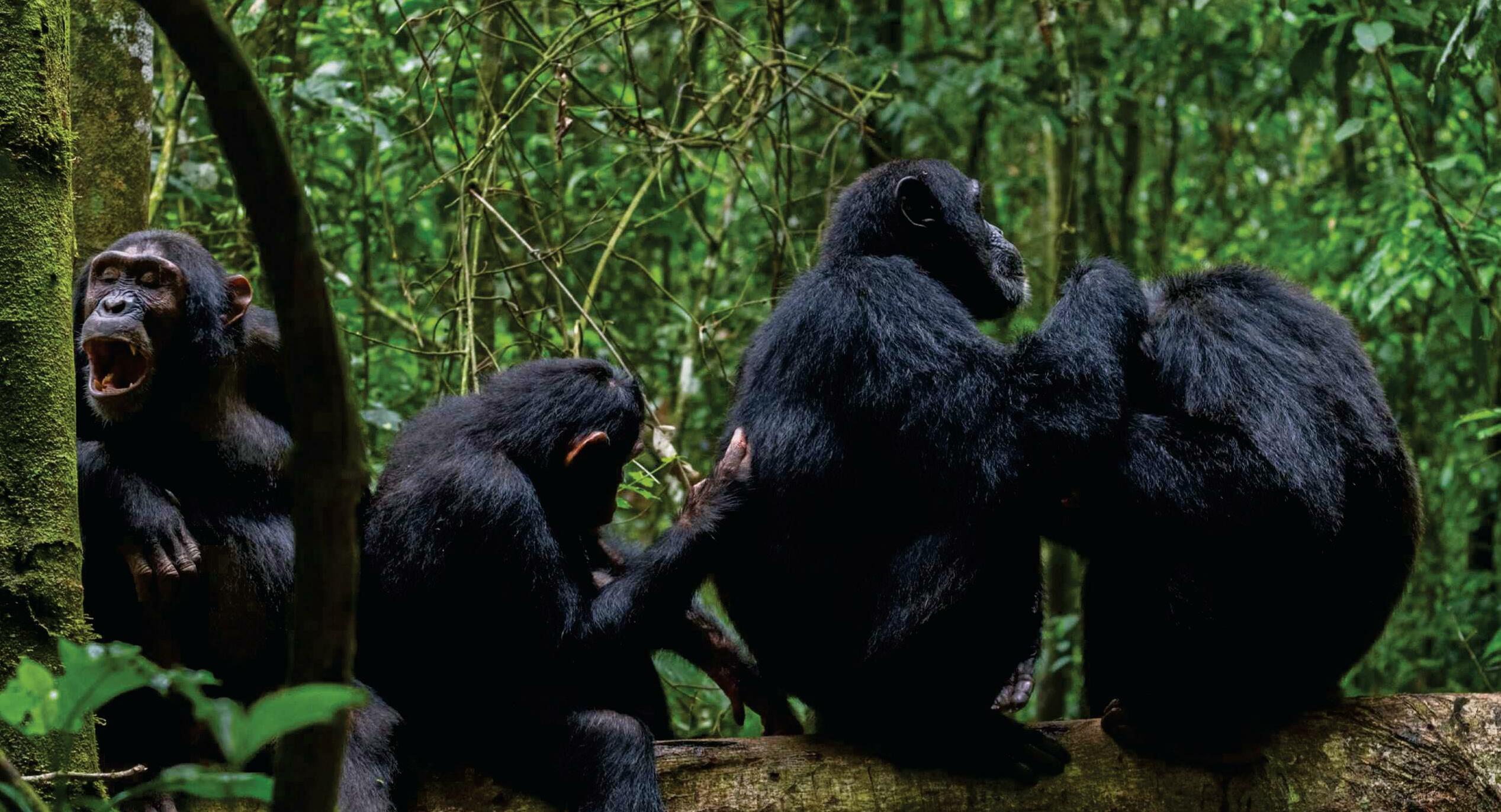 Do animals know first aid?