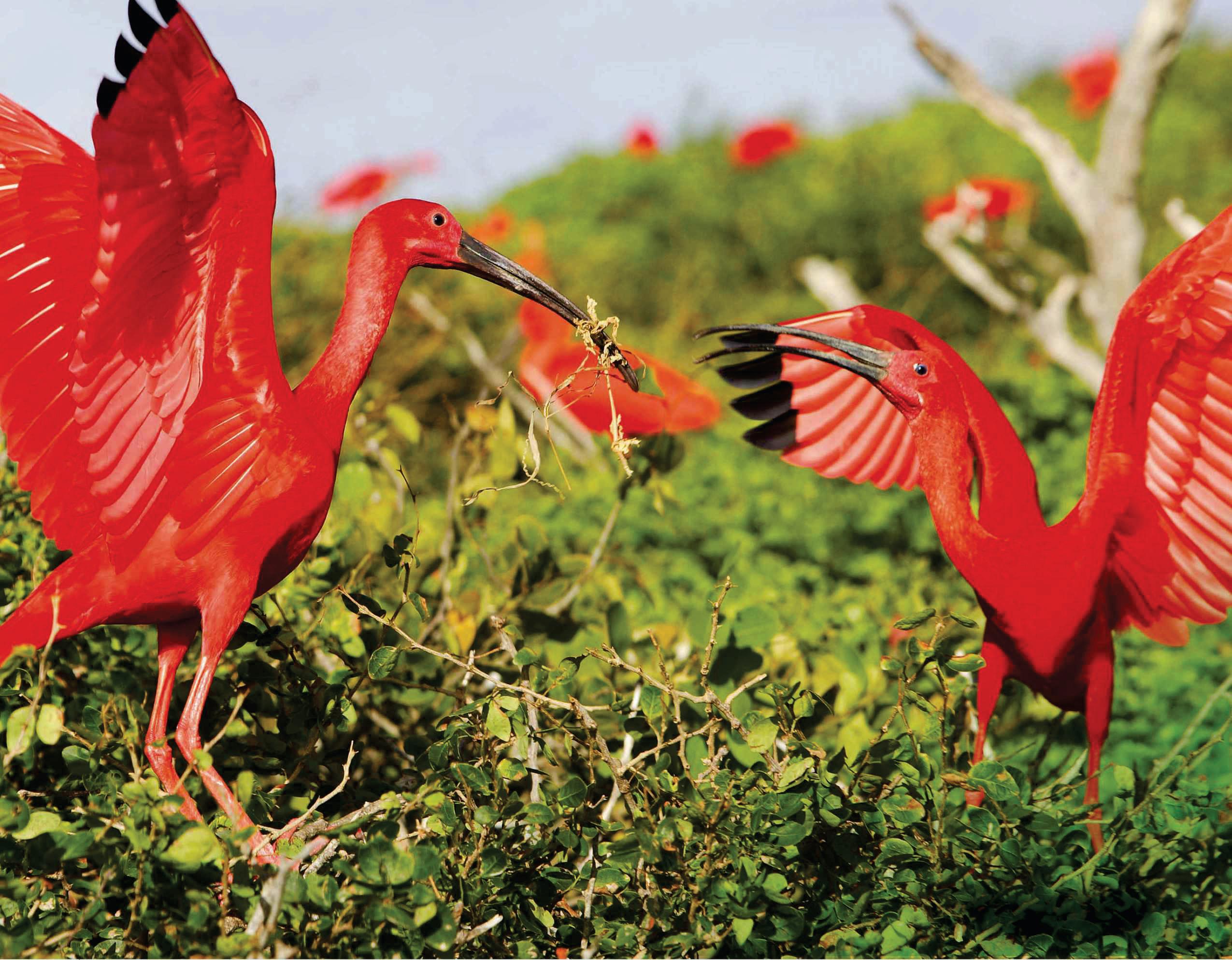 Why are tropical animals so colourful?