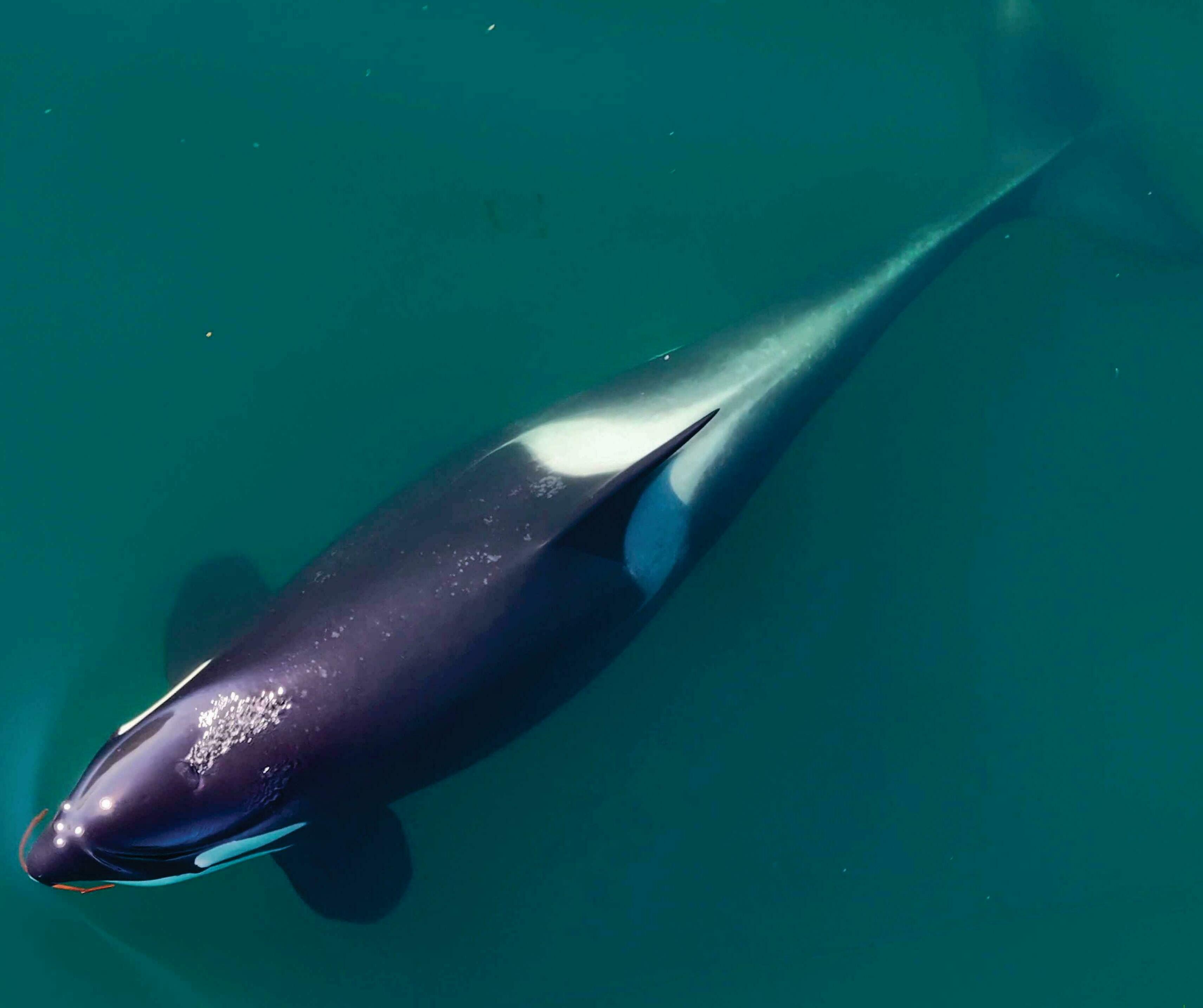 Killer whales groom each other with kelp