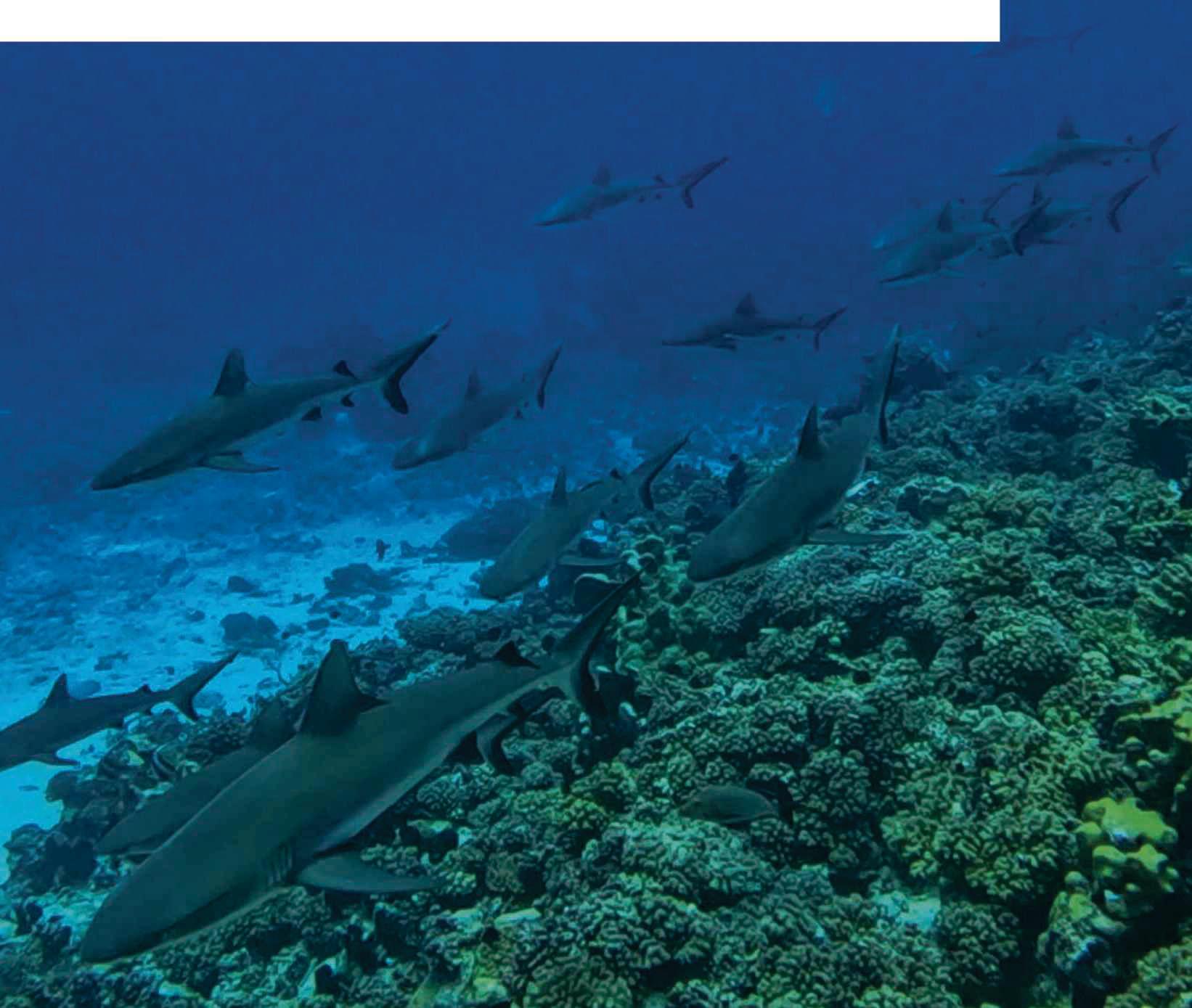 "They're everywhere. Above, below, slicing through the blue"