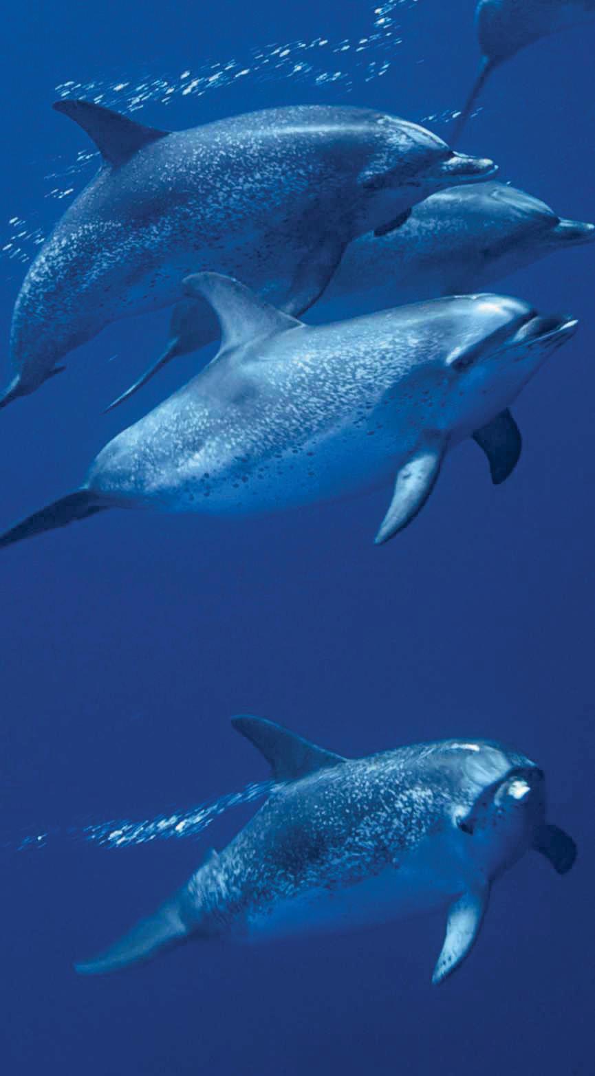 Up close with dolphins