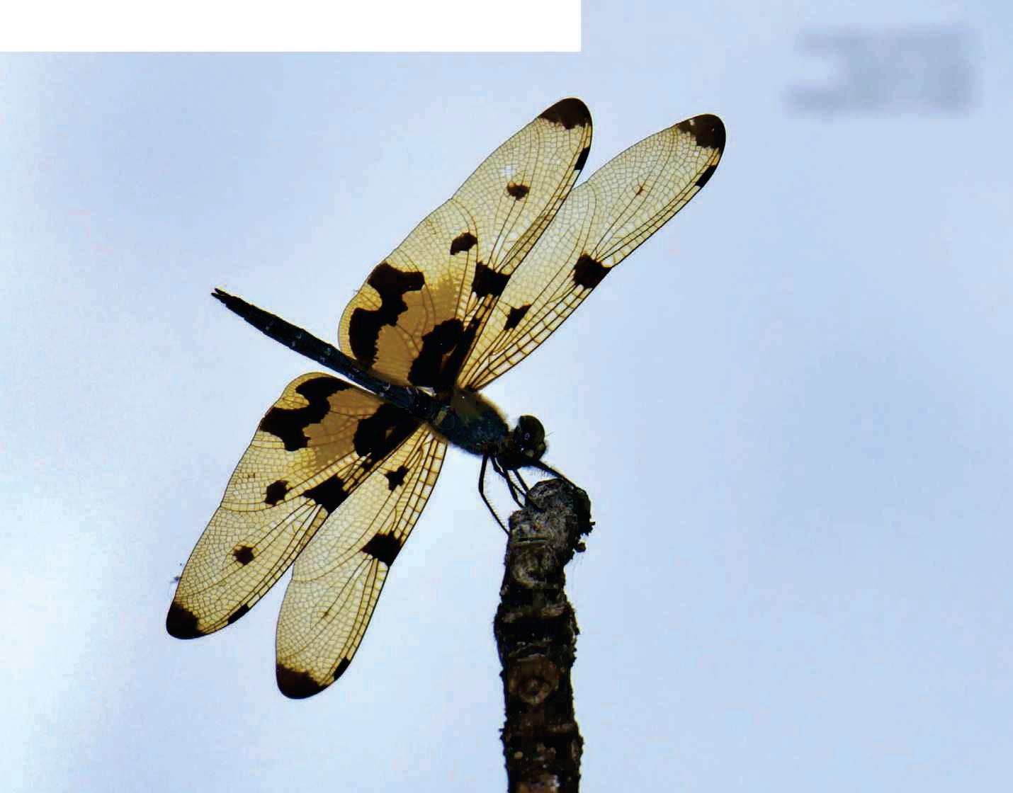 Dragonfly dialogue