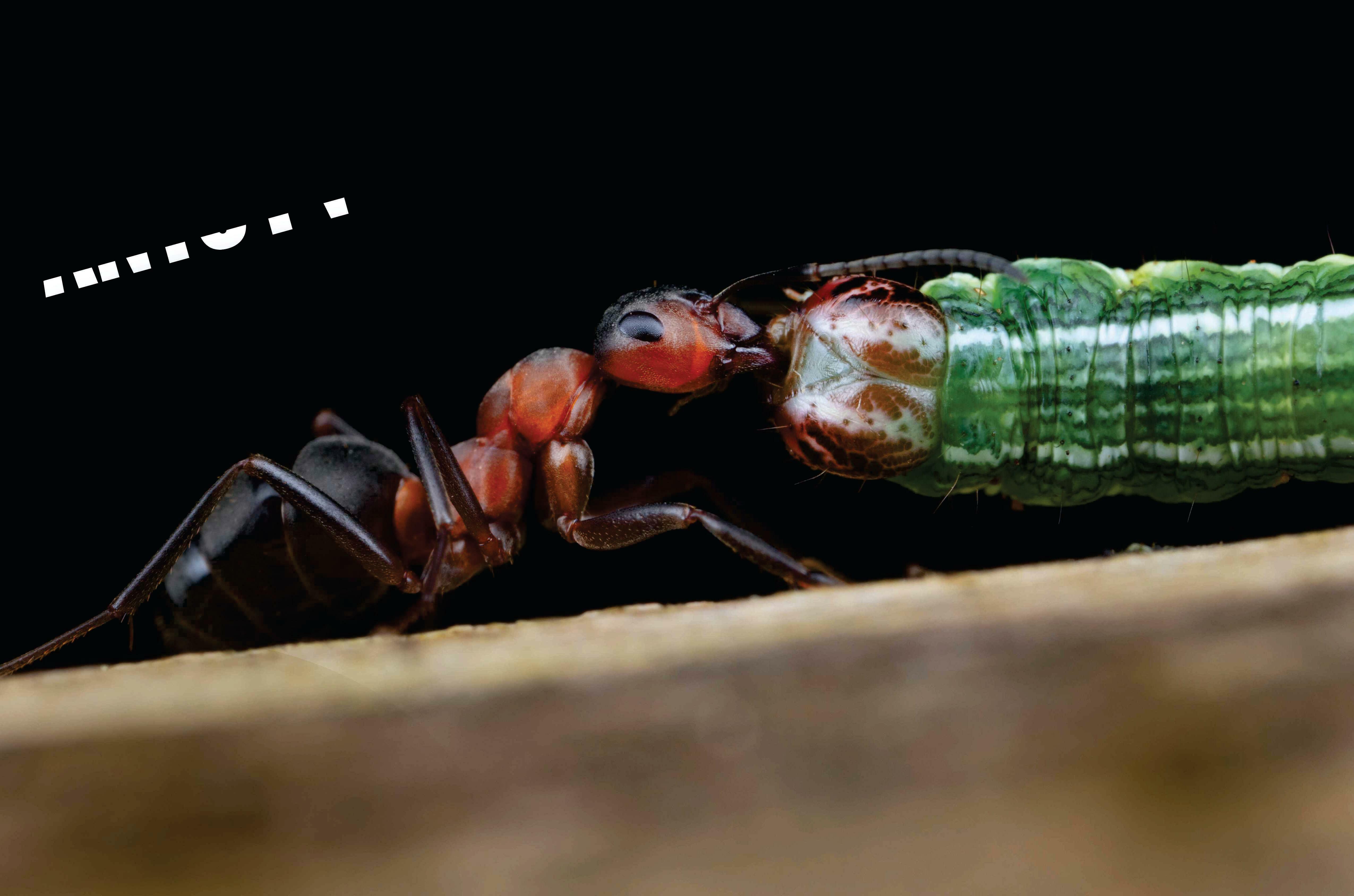 ANTS IN ACTION