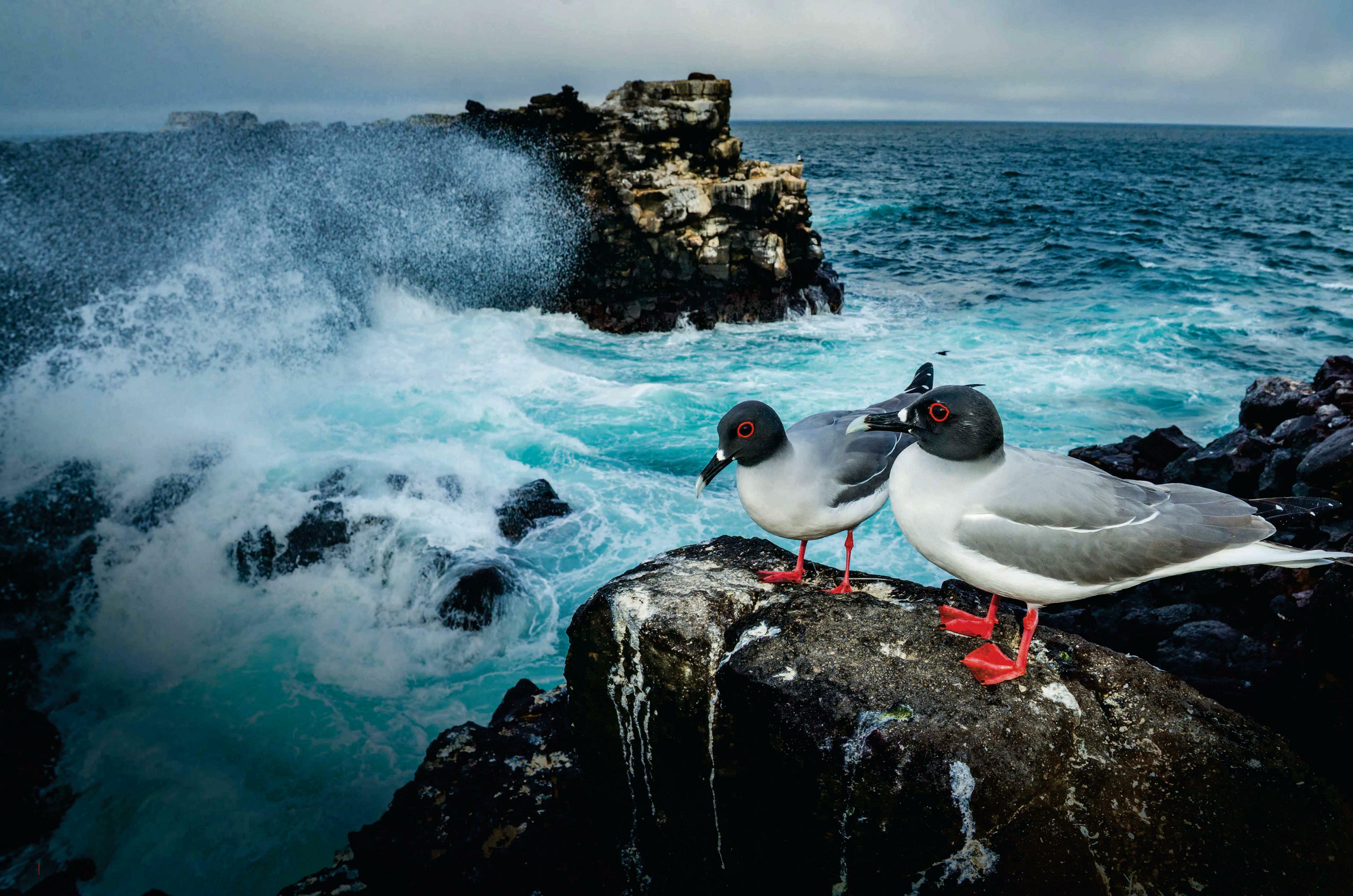 THE MYSTERIOUS OWL GULI