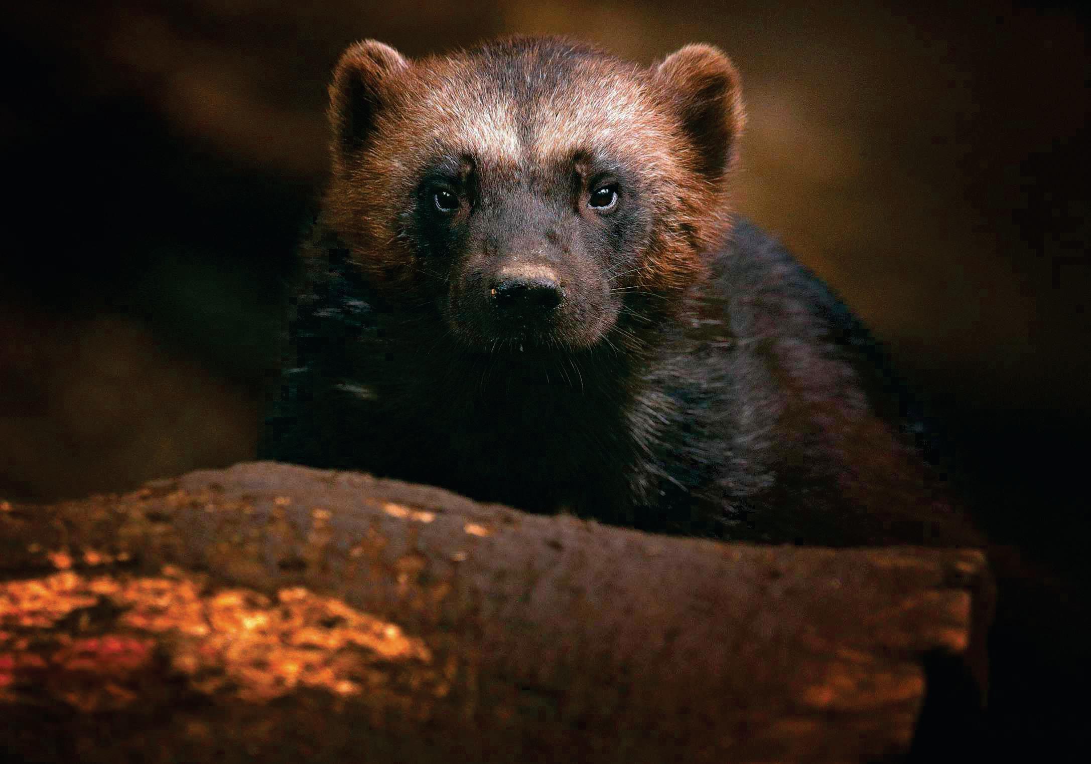 Wolverine