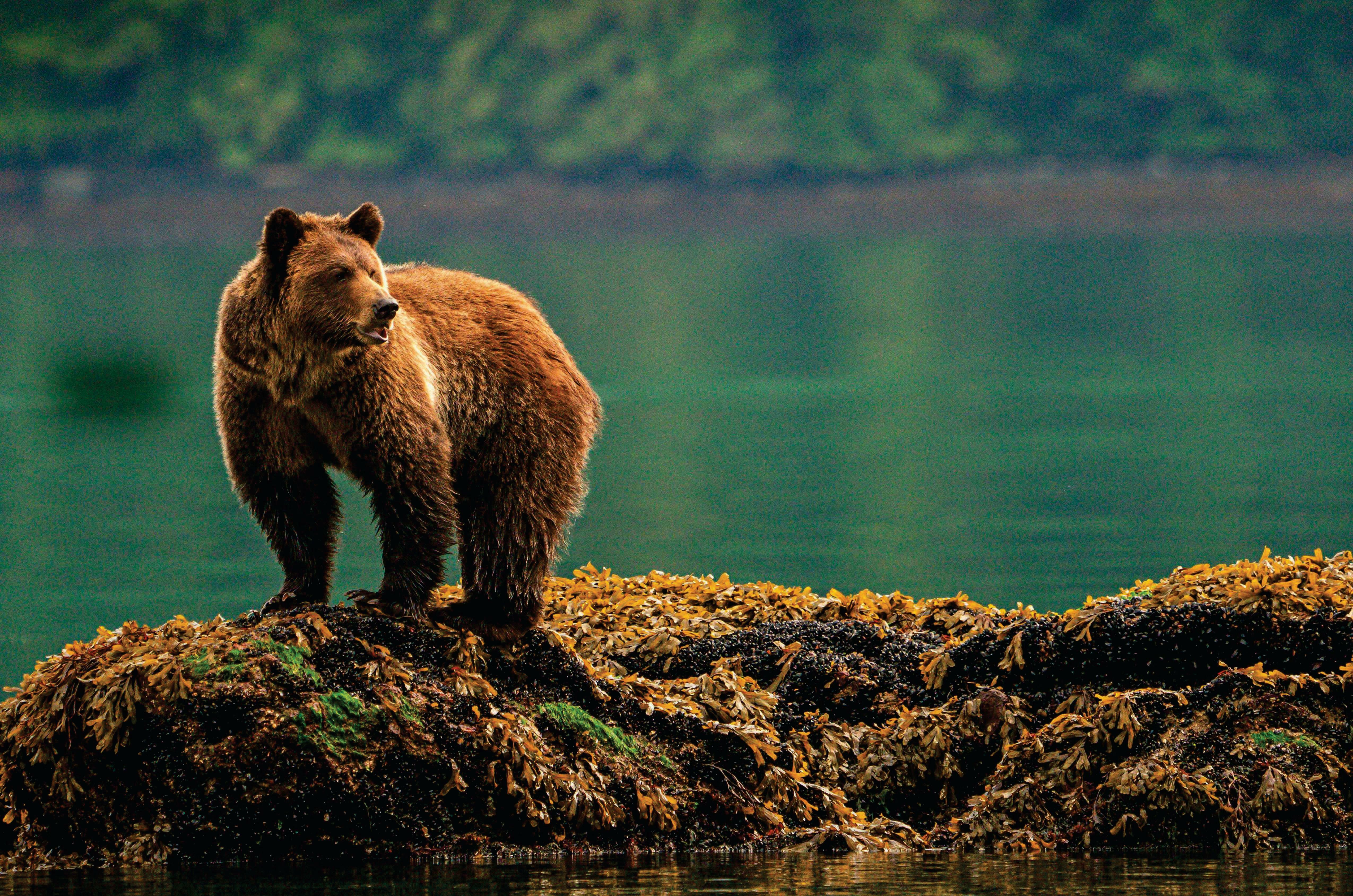 THIS LAND IS YOUR LAND