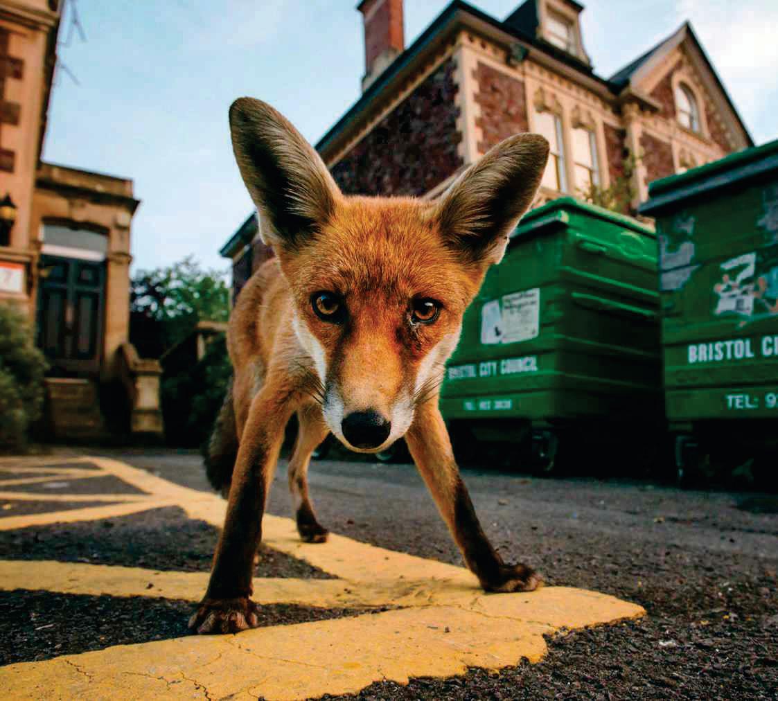 WILD IN THE CITY