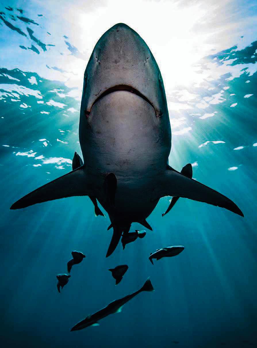 Do sharks have bones?