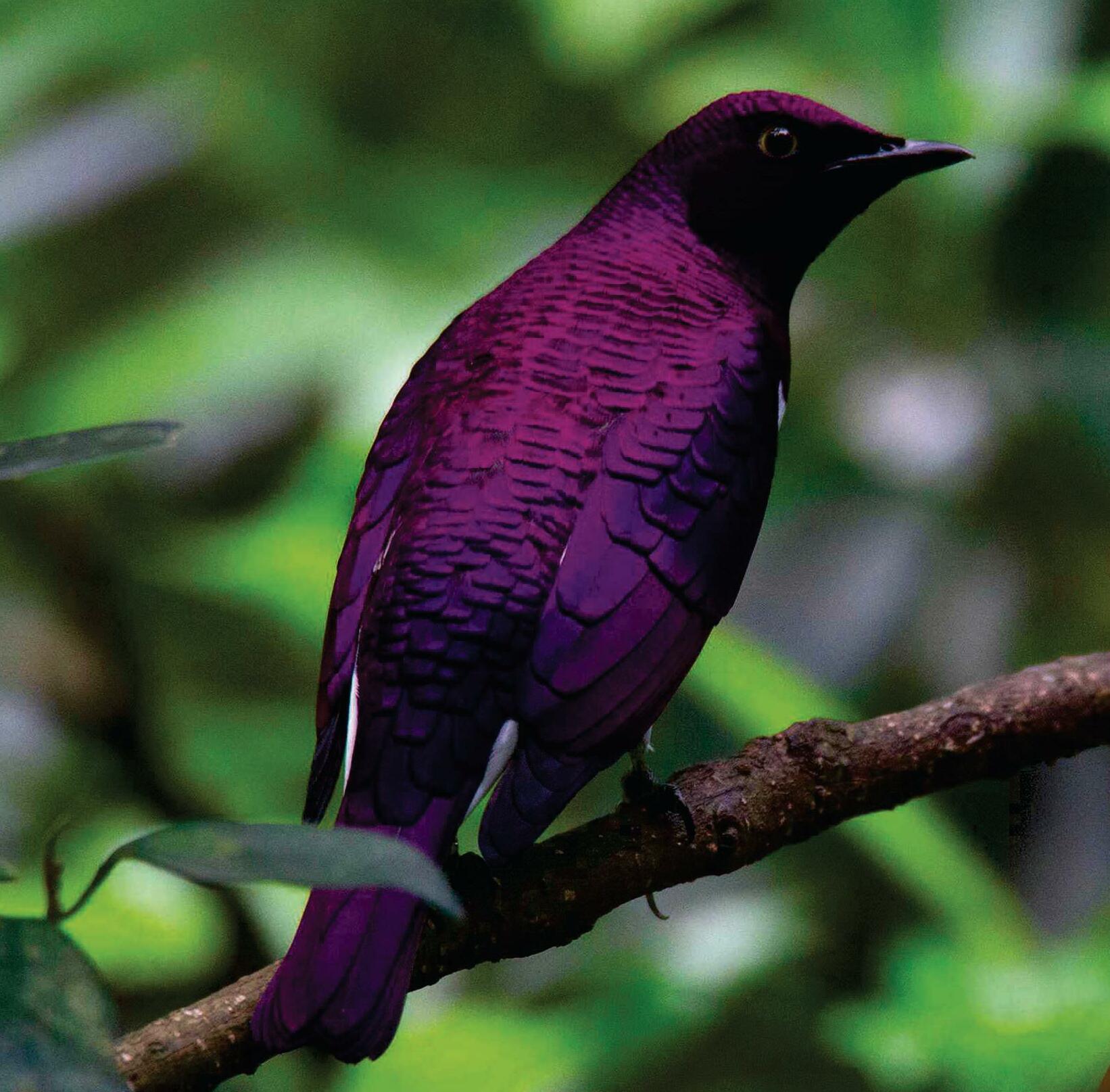 What's the rarest colour found in nature?
