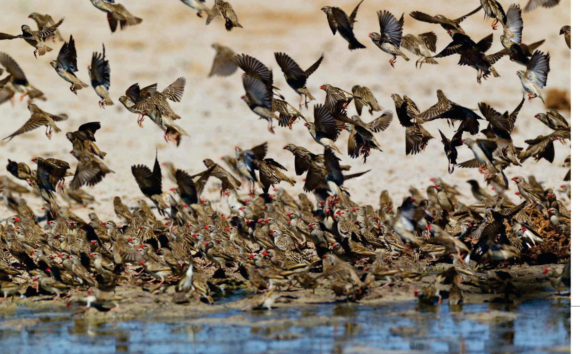 What's the largest animal gathering on Earth?