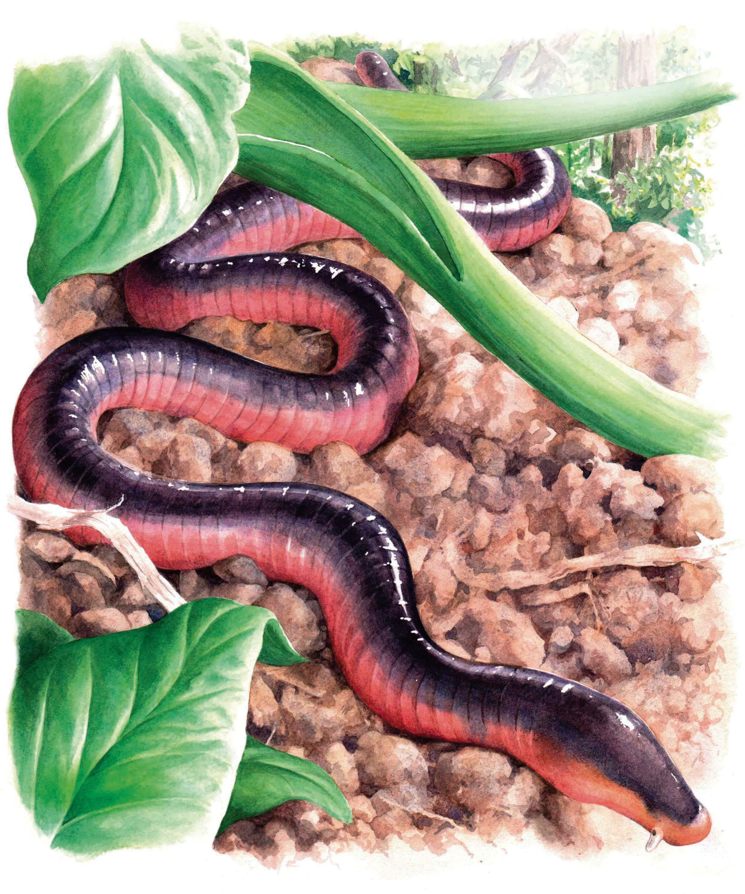 AS THE WORM TURNS