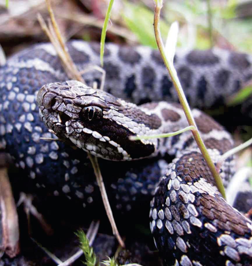 Rattlesnakes inbreeding