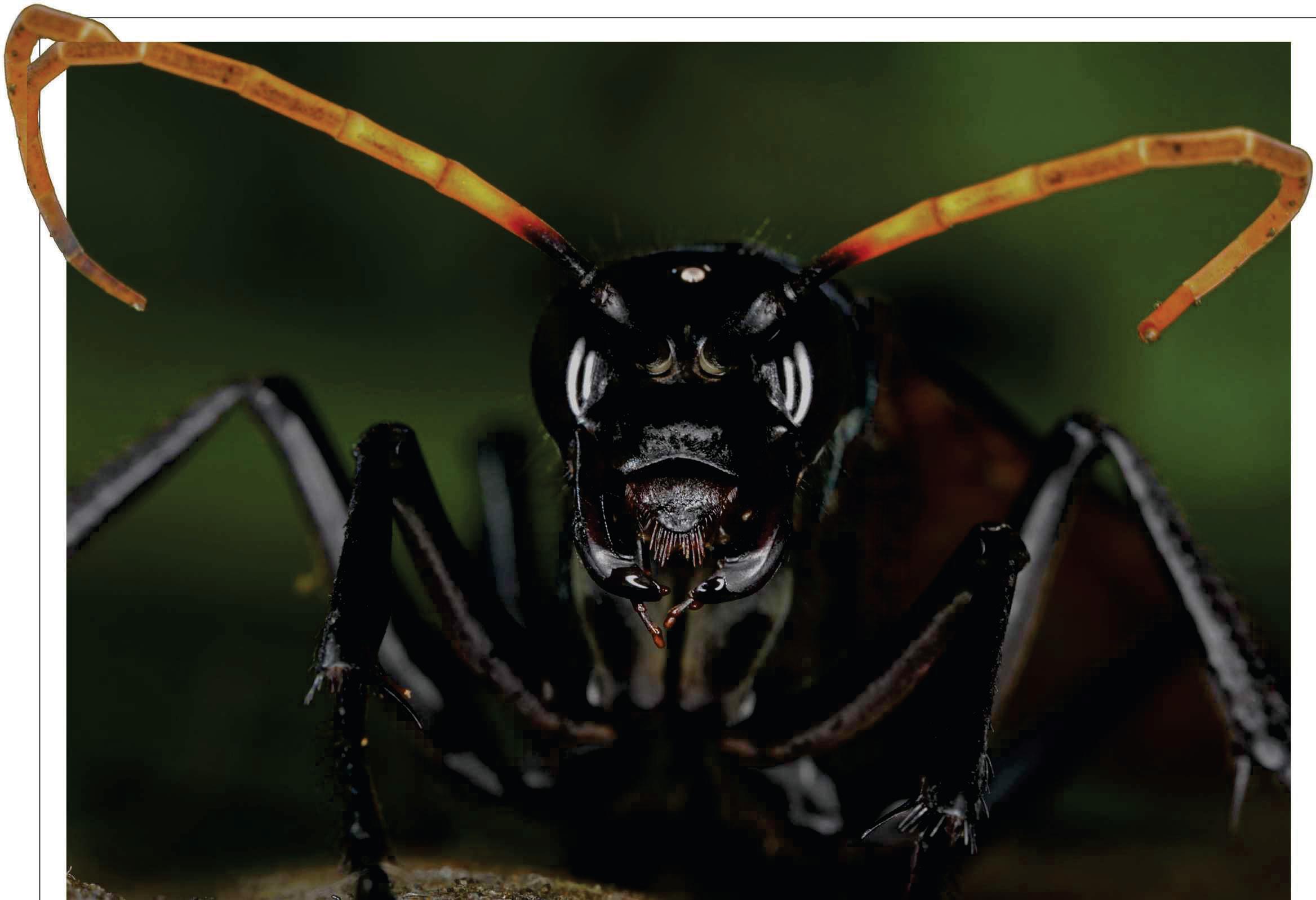 ALL YOU EVER NEEDED TO KNOW ABOUT THE Tarantula hawk wasp