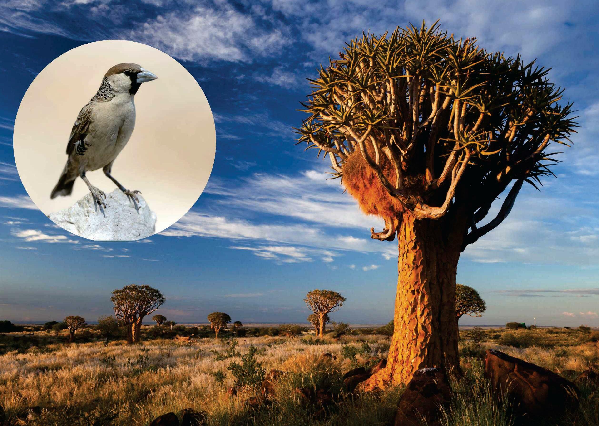 Sociable weavers on a killing spree