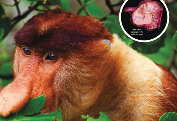 Proboscis monkey's big nose boosts vocal identity