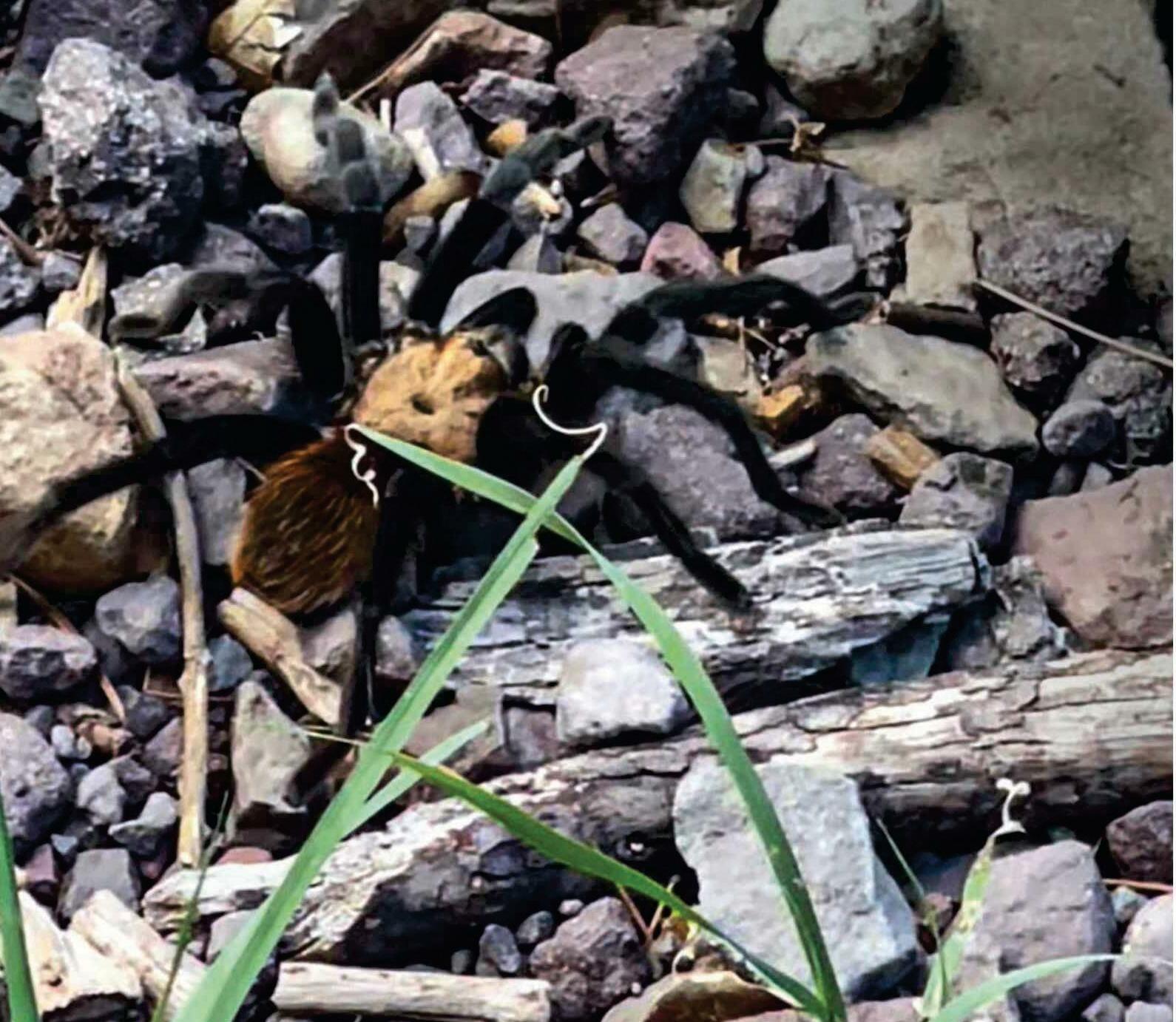 "There weren't just a few; there were hundreds"