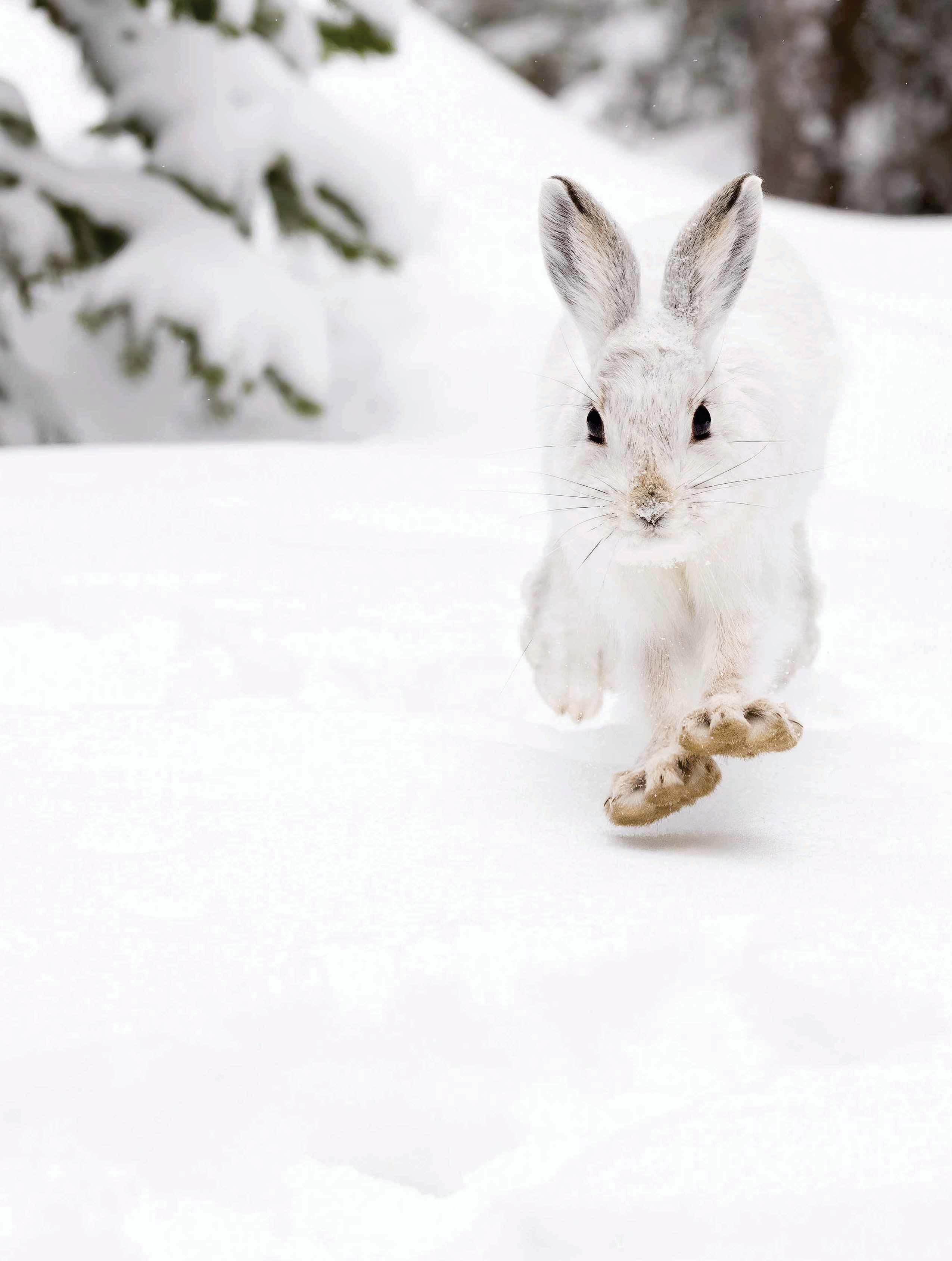 SNOW DAYS