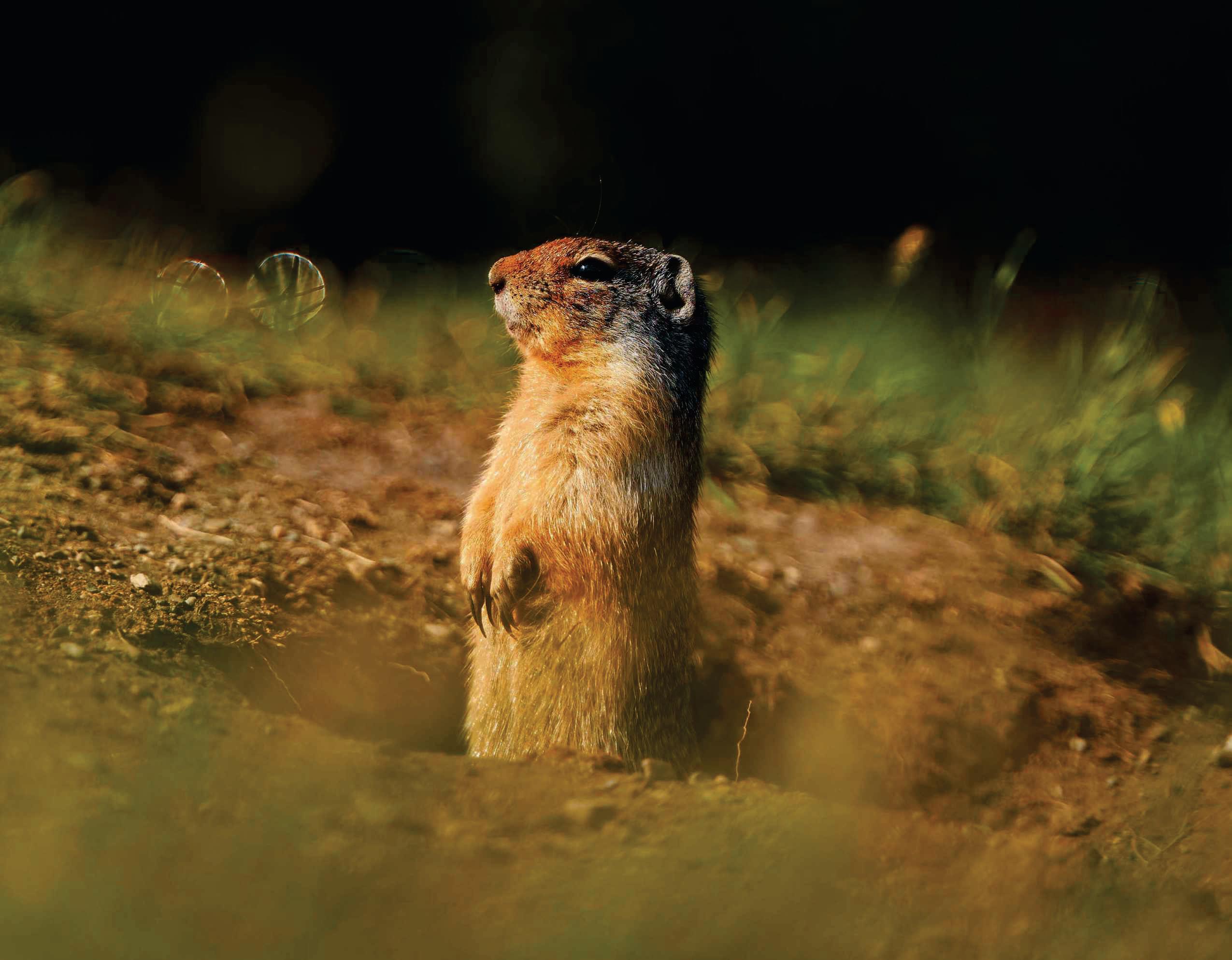 Do any animals eavesdrop?