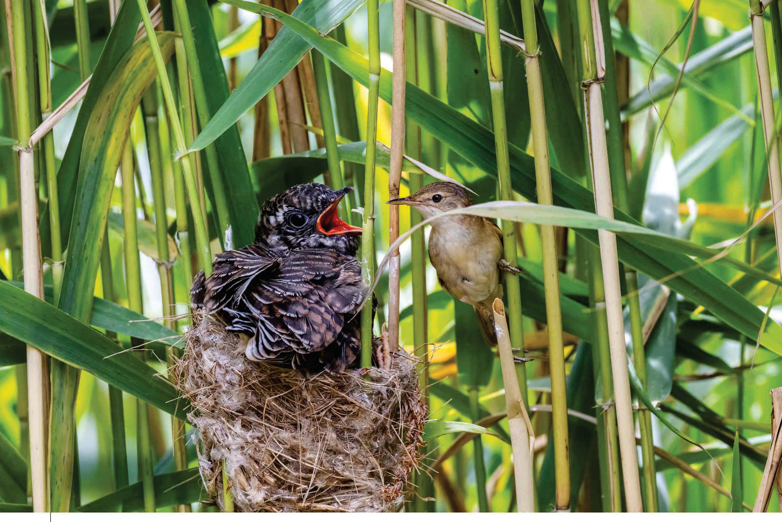 Does a cuckoo know it's a cuckoo?