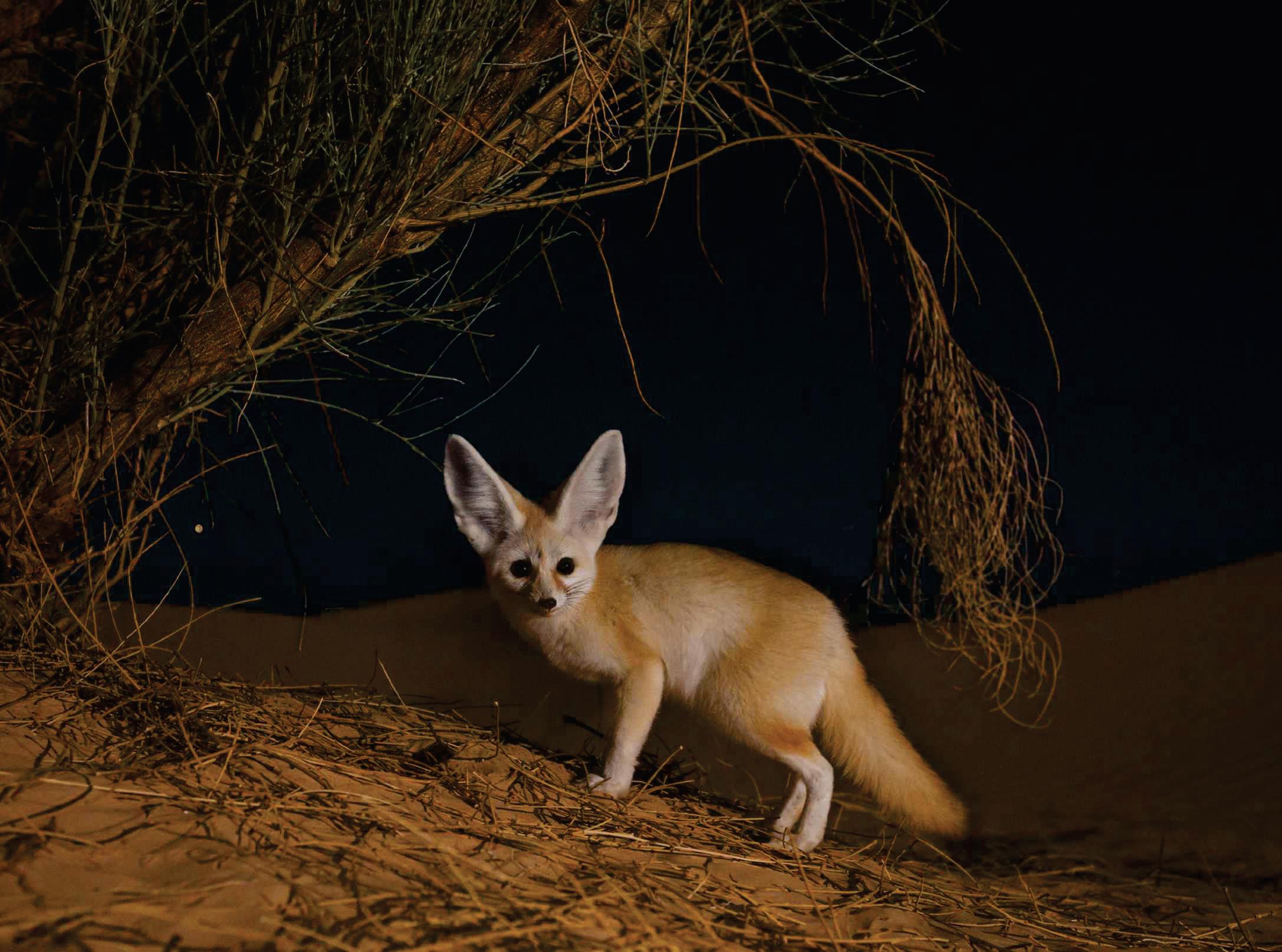 ALL YOU EVER NEEDED TO KNOW ABOUT THE Fennec fox